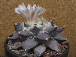 Ariocarpus furfuraceus La Ascension květináč 10 cm cites IA - 12416395