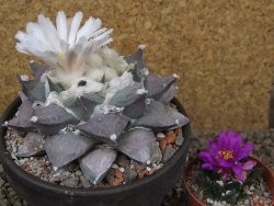 Ariocarpus furfuraceus La Ascension květináč 10 cm cites IA - 12416396