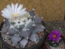 Ariocarpus furfuraceus La Ascension květináč 10 cm cites IA - 12416397