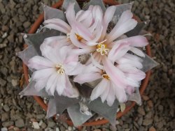 Ariocarpus furfuraceus La Ascension květináč 8 cm cites IA - 12416399