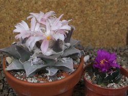 Ariocarpus furfuraceus La Ascension květináč 8 cm cites IA - 12416405