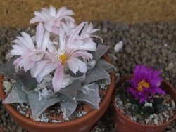 Ariocarpus furfuraceus La Ascension květináč 8 cm cites IA - 12416406