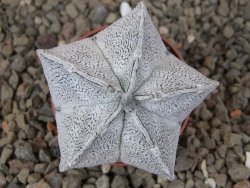 Astrophytum coahuilense snow 5,5 cm květináč - 12416407