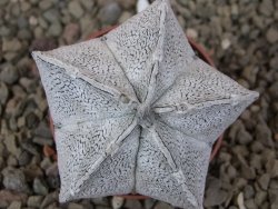 Astrophytum coahuilense snow 5,5 cm květináč
