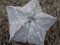 Astrophytum coahuilense snow 5,5 cm květináč - 12416409