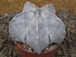 Astrophytum coahuilense snow 5,5 cm květináč - 12416410