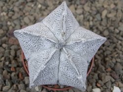 Astrophytum coahuilense snow 5,5 cm květináč - 12416412