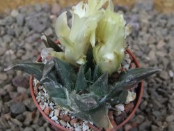 Ariocarpus trigonus horacekii Jaumave, květináč 5,5 cm - 12416417