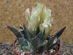 Ariocarpus trigonus horacekii Jaumave, květináč 5,5 cm