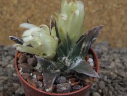 Ariocarpus trigonus horacekii Jaumave, květináč 5,5 cm - 12416421