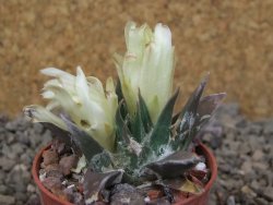 Ariocarpus trigonus horacekii Jaumave, květináč 5,5 cm