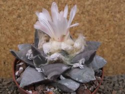Ariocarpus retusus 9 cm cites IA - 12416426