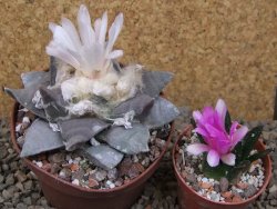 Ariocarpus retusus 9 cm cites IA - 12416427