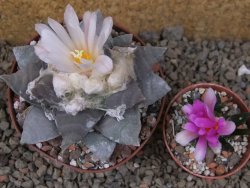 Ariocarpus retusus 9 cm cites IA - 12416428