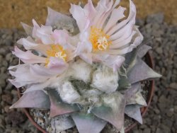 Ariocarpus retusus 9 cm cites IA