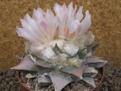Ariocarpus retusus 9 cm cites IA - 12416432
