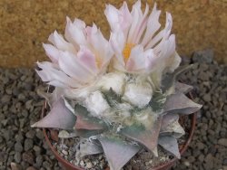 Ariocarpus retusus 9 cm cites IA - 12416433