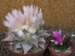 Ariocarpus retusus 9 cm cites IA - 12416434