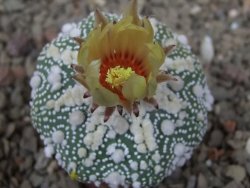 Astrophytum Hanazano Kabuto, květináč 5,5 cm - 12416436