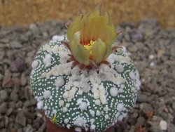Astrophytum Hanazano Kabuto, květináč 5,5 cm - 12416437