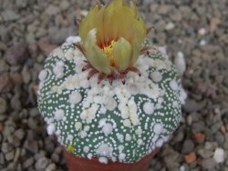 Astrophytum Hanazano Kabuto, květináč 5,5 cm - 12416439