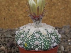 Astrophytum Hanazano Kabuto, květináč 5,5 cm - 12416440