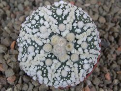 Astrophytum Hanazano Kabuto Star, květináč 5,5 cm - 12416443