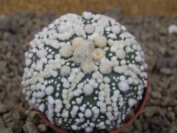 Astrophytum Hanazano Kabuto Star, květináč 5,5 cm - 12416445
