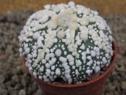 Astrophytum Hanazano Kabuto Star, květináč 5,5 cm