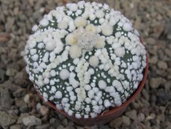 Astrophytum Hanazano Kabuto Star, květináč 5,5 cm - 12416449