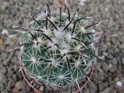 Coryphantha kracikii Diamante, Dur. květináč 5,5 cm - 12416452