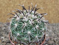 Coryphantha kracikii Diamante, Dur. květináč 5,5 cm