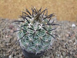 Coryphantha kracikii Diamante, Dur. květináč 5,5 cm - 12416455