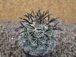Coryphantha kracikii Diamante, Dur. květináč 5,5 cm