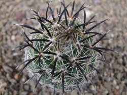 Coryphantha kracikii Diamante, Dur. květináč 5,5 cm - 12416457