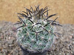 Coryphantha kracikii Diamante, Dur. květináč 5,5 cm - 12416458