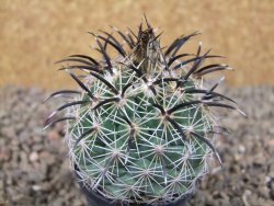 Coryphantha kracikii Diamante, Dur. květináč 5,5 cm - 12416459