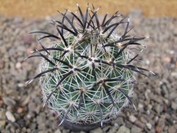 Coryphantha kracikii Diamante, Dur. květináč 5,5 cm - 12416460
