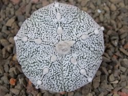 Astrophytum Z Jasenné květináč 5,5 cm - 12416461