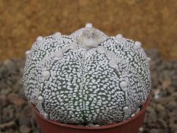 Astrophytum Z Jasenné květináč 5,5 cm - 12416464