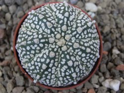 Astrophytum Z Jasenné květináč 5,5 cm - 12416468
