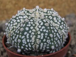 Astrophytum Z Jasenné květináč 5,5 cm - 12416471