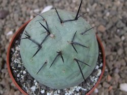 Tephrocactus geometricus květináč 6,5 cm - 12416473
