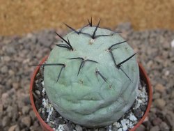Tephrocactus geometricus květináč 6,5 cm - 12416474