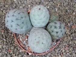 Tephrocactus geometricus květináč 8,5 cm - 12416478
