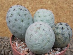 Tephrocactus geometricus květináč 8,5 cm - 12416479