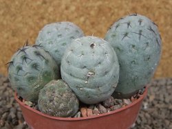 Tephrocactus geometricus květináč 8,5 cm - 12416481