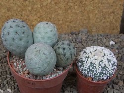 Tephrocactus geometricus květináč 8,5 cm - 12416482
