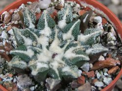 Ariocarpus kotschoubeyanus elephantidens Vista Hermosa květináč 5,5 cm - 12416483