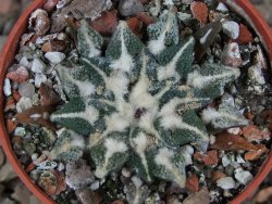 Ariocarpus kotschoubeyanus elephantidens Vista Hermosa květináč 5,5 cm